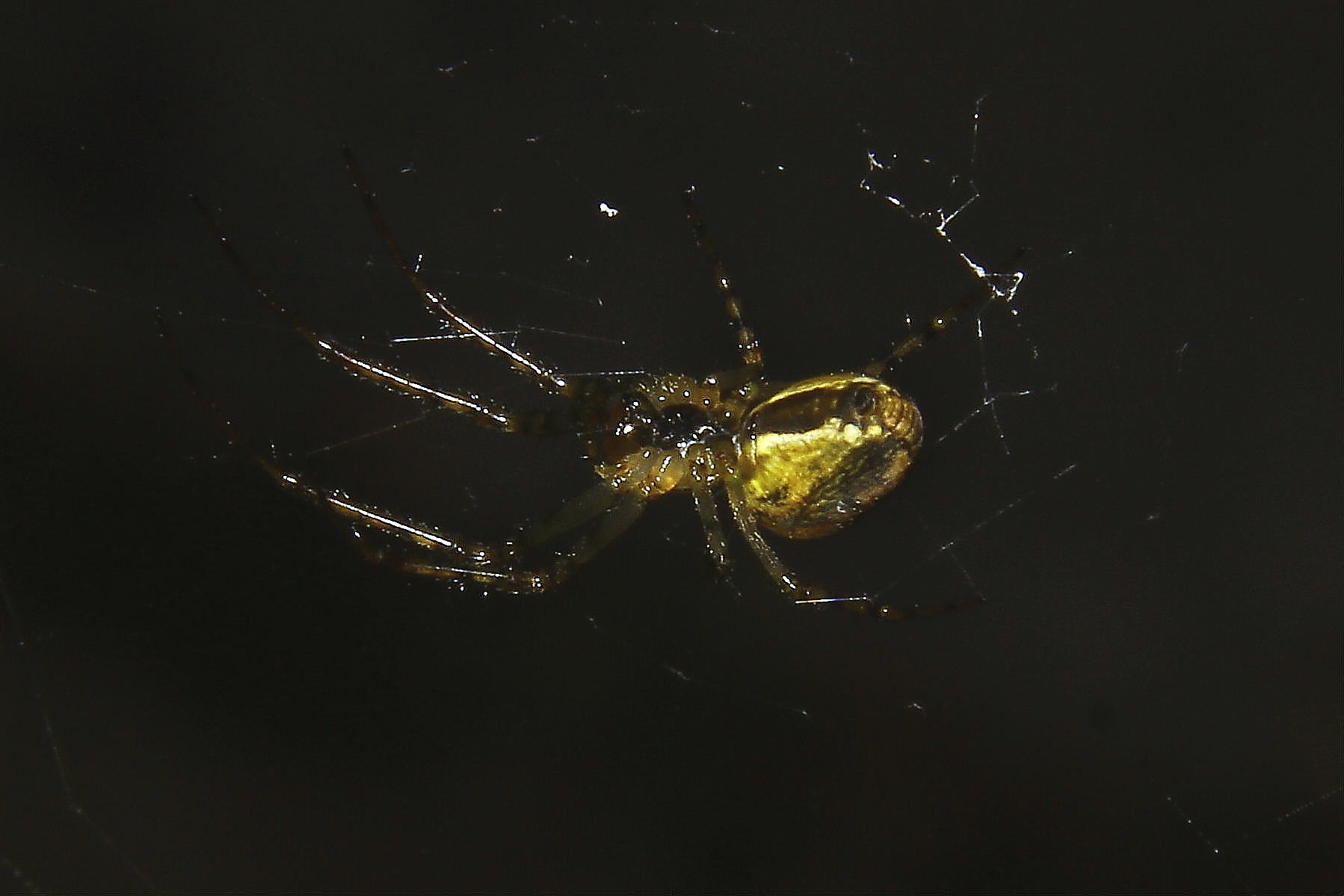 Metellina sp. - Nervi (GE)